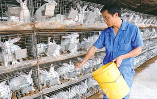 养殖频道 养兔网 养兔技术 养殖户200多户,商品兔存栏100 多万只